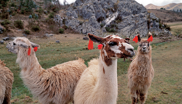 Wpei9-peru-walking-4